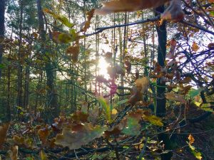 De natuur: van vluchtoord naar inspiratiebron
