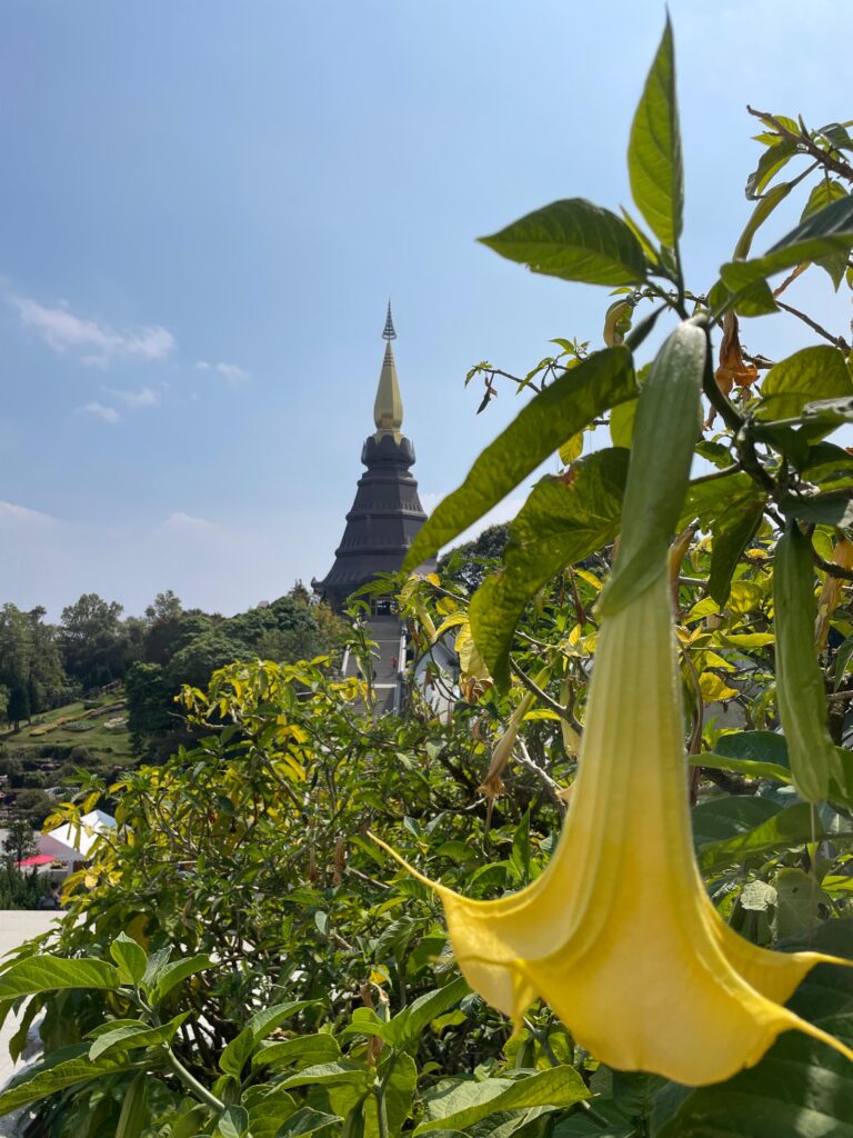 Yoga Samaadhi - Thailand 2025